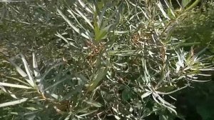 ЛИСТЬЯ ОБЛЕПИХИ. ЛЕЧЕБНЫЕ И ПИЩЕВЫЕ СВОЙСТВА.