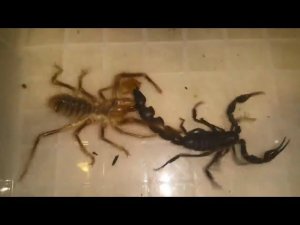 СОЛЬПУГА В ДЕЛЕ! Верблюжий паук против скорпиона, богомола, сверчка, и даже птицы!