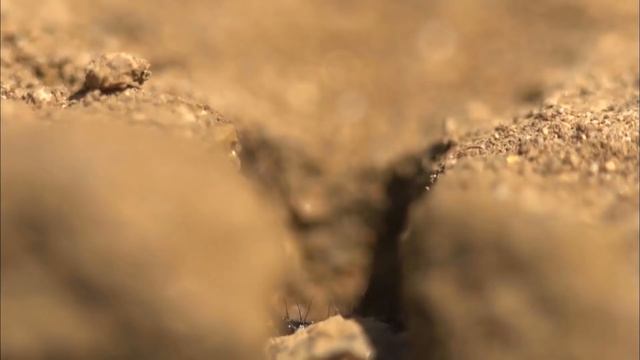 Насекомые или миллиметровый мир - Часть 2. Микрокосмос листвы - Документальный фильм смотреть онлайн