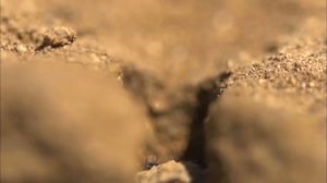 Насекомые или миллиметровый мир - Часть 2. Микрокосмос листвы - Документальный фильм