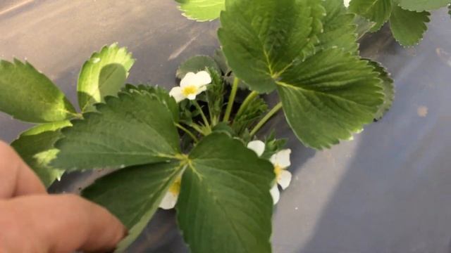 Клубника сорт Флоренс. смотреть онлайн