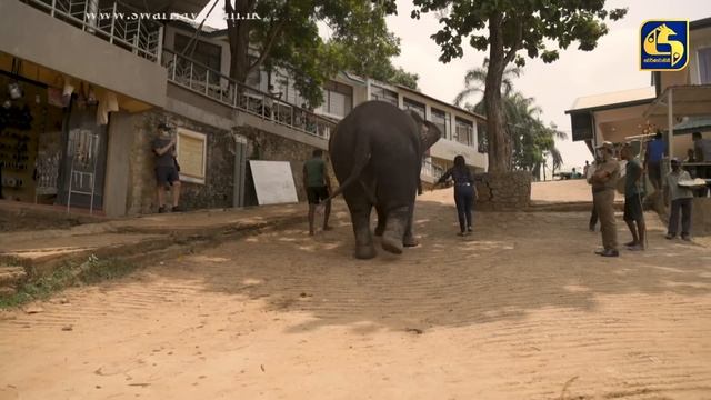 TRAVEL IDEA Pinnawala || 2022-03-27