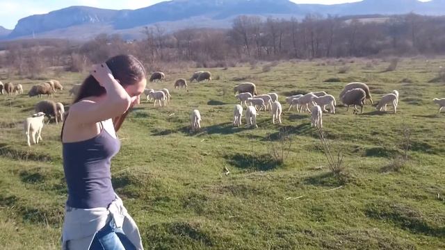 Не разговорчивые барашки смотреть онлайн