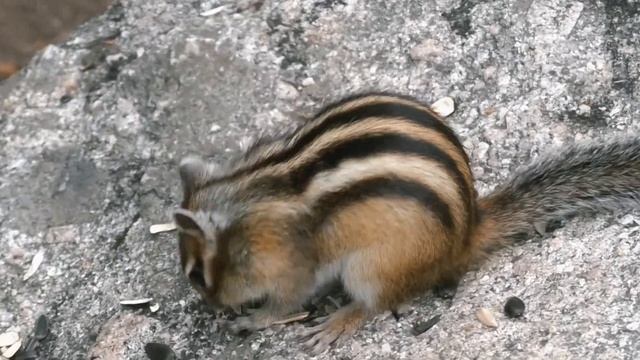 Белокуриха. Прогулка на канатной дороге до горы Церковка смотреть онлайн