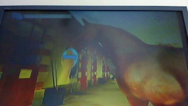 horse life wii gameplay walk though смотреть онлайн