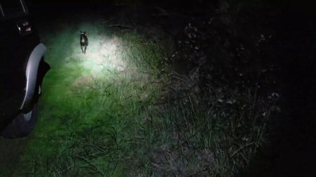 Ночная охота на диких кроликов с собаками смотреть онлайн