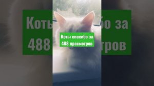 котики