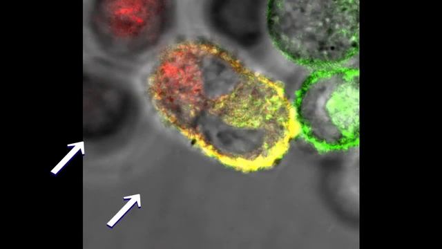 Animation of cell fusion using GenomONE™-CF EX kit смотреть онлайн