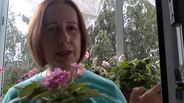 Выращивание фиалок./ Отвечаю на ваши вопросы. смотреть онлайн