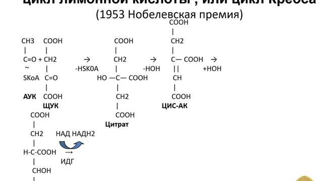 Энергетический обмен Часть 1