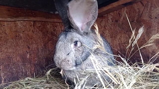 Мое мнение о беспородных кроликах. смотреть онлайн