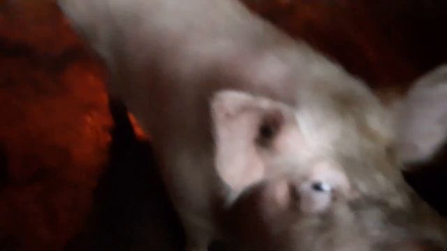 Где и как делают молоко и творог ? За здоровое питание. смотреть онлайн