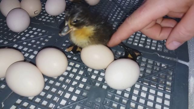 УТЕНОК РОДИЛСЯ))) смотреть онлайн