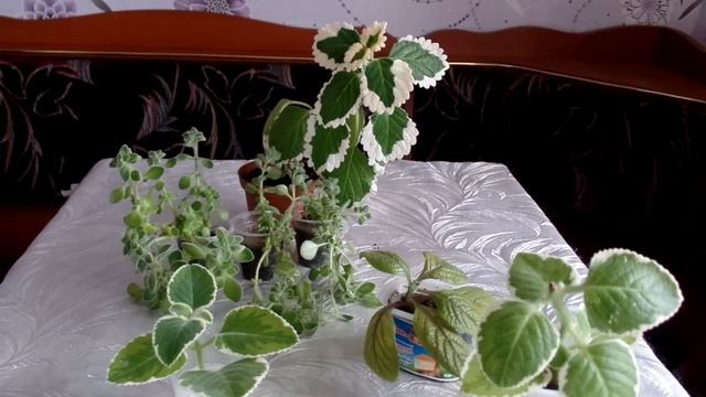 Плектрантус (Plectranthus) . Уход и содержание в домашних условиях смотреть онлайн