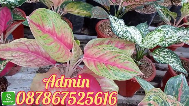 ALHAMDULILLAH LARIS BANGET...!! OBRAL AGLONEMA MURAH_COCOK BUAT PEMULA. смотреть онлайн