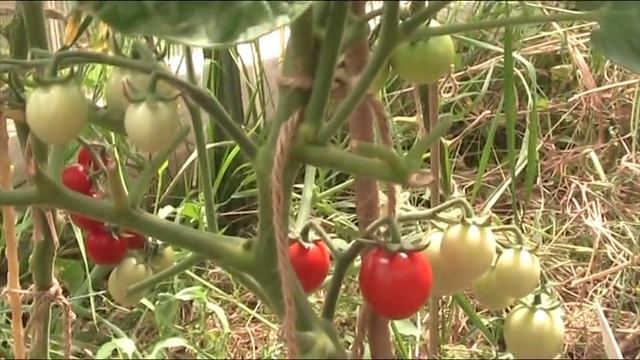 Томат Ф1 "Сомма" и не только // Секреты хороших урожаев. смотреть онлайн