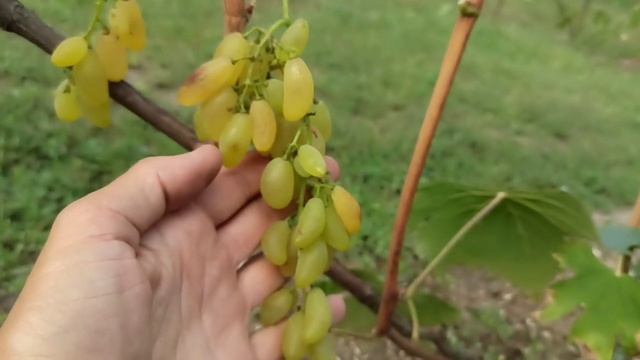 " Голд фингер " " Эсмиральда " " Гурман радужный " "Шерхан " Сигналки на двухлетках. смотреть онлайн