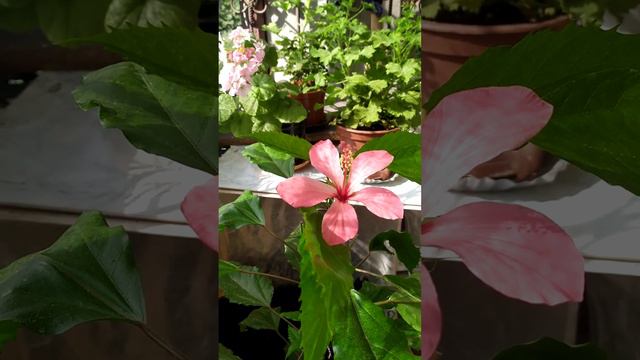 гибискус смотреть онлайн