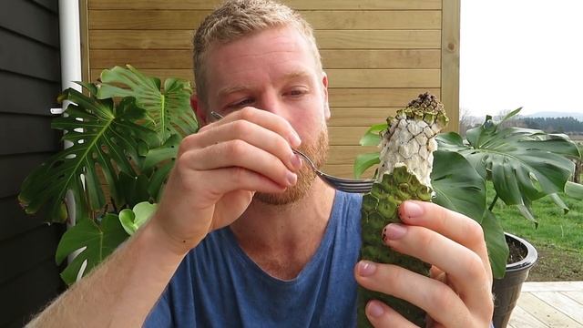 Can You Eat This DANGEROUS Fruit? | Monstera Deliciosa (Fruit Salad Plant) Tasting смотреть онлайн