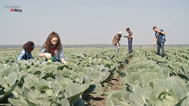 ПОСЛЕ ЭТОГО КАПУСТА НАЧНЁТ РАСТИ КАК БЕШЕНАЯ!!!