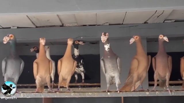 Engleski Golub Kariér  Holub Kariér English Carrier Pigeon