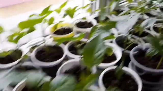 Огурцы взошли!Что дальше!Накосячила с рассадой помидор!😡