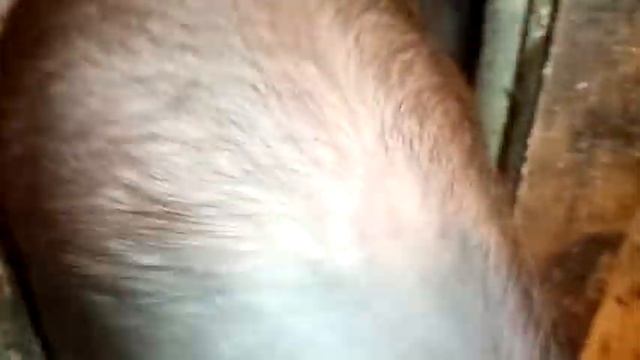 Нашим поросятам уже шесть месяцев исполнилось на днях. Порода дюрок и крупная белая их родители. смотреть онлайн