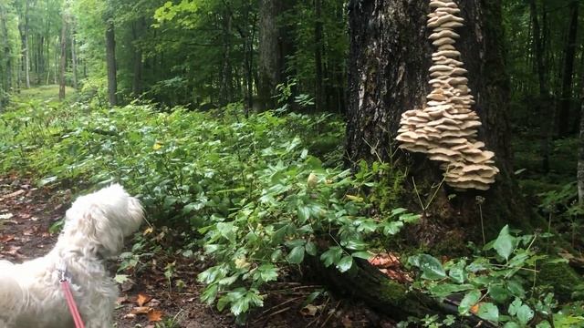 Oscar Vs. Northern Tooth Fungus смотреть онлайн