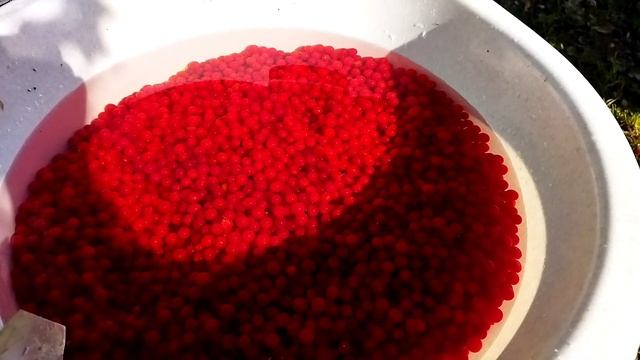 Кто с калиной дружен, тому врач не нужен смотреть онлайн