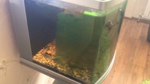 Зеленеют стенки аквариума? ЛайфХак ! но ничего нового...