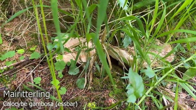Pilze im Mai | 28.05.2021 | Erster Knollenblätterpilz & erster Champignon | Hexenröhrling, Maipilze смотреть онлайн