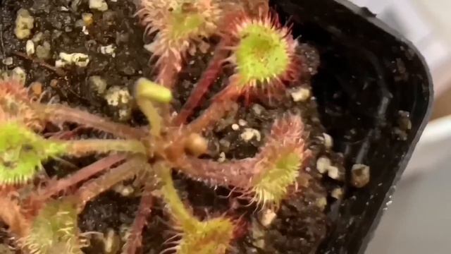 Unboxing Drosera Rotundifolia Carnivorous Plant 2021