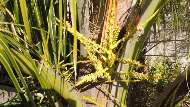 Кокосовая пальма/Coconut Palm