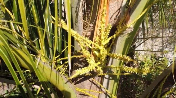 Кокосовая пальма/Coconut palm