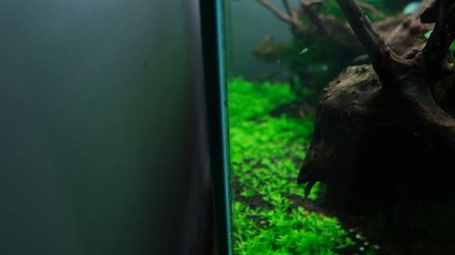 PERFECT Aquascaping Plant? Should you use Hemianthus Micranthemoides (Pearlweed) in your Aquarium? смотреть онлайн