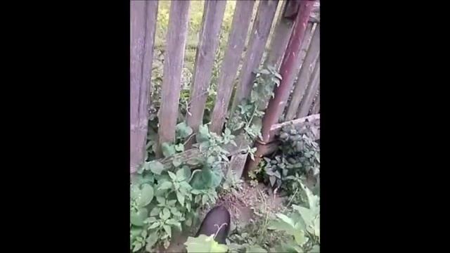 Как защитить Баклажаны от "Колорада" смотреть онлайн