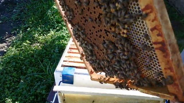 На сильные семьи ставим вторые корпуса. смотреть онлайн