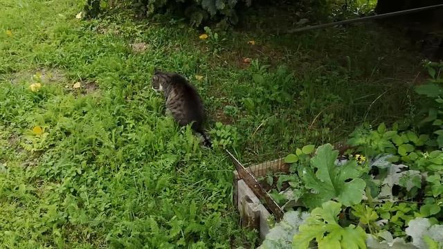 ВЕРНУЛИСЬ в ГЕРМАНИЮ! Обхожу владения. смотреть онлайн