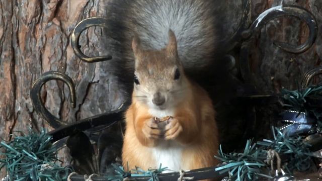 Белка ест кедровые орехи\Squirrel eats pine nuts смотреть онлайн