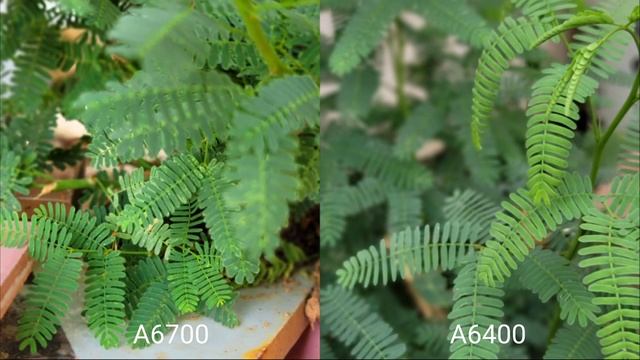 The New Sony A6700 VS Sony A6400 | DAYLIGHT | Camera Test смотреть онлайн
