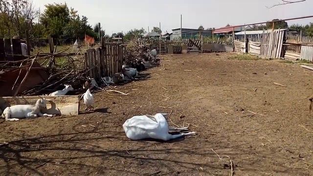 Опять паразиты у козлят, заглистованность в полях смотреть онлайн