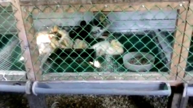 Утки, утята.Какую зернодробилку выбрать?! смотреть онлайн