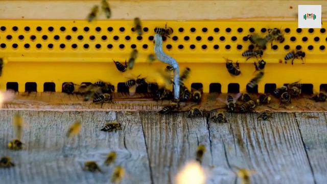 Top 10 Health Benefits of Honey#06 смотреть онлайн
