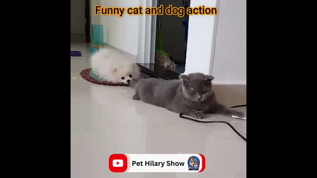Fun-with-the-non-stop-funniest-cat-and-dog-video-funny-animal-video-part-06-short-viral-trending-