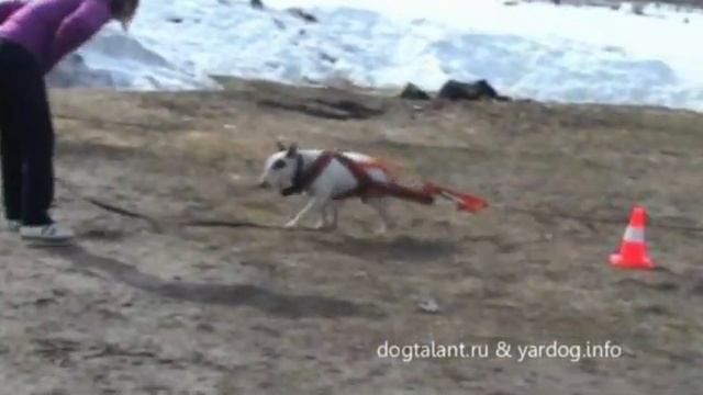 Вейтпуллинг в Ярославле |  Weight Pulling In Yaroslavl (Russia)