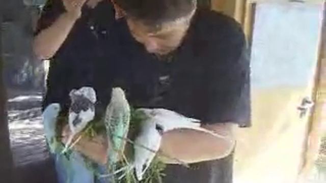 2010 07 11 Ulrieke und Katja aus Neermoor beim Wellifluesterer und seinen Bunten.wmv смотреть онлайн