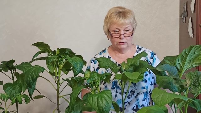 Рассада томатов, перцев или баклажанов зацвела дома. Что делать? смотреть онлайн