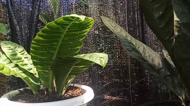 Review Anthurium Superbum Dan Anthurium  Reflexinervium