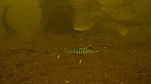 Поиск судака и крупного окуня с помощью камеры FocusFish