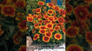Гайлардия Аризона Сан: описание сорта, посадка и выращивание